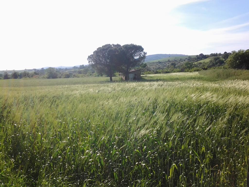 فيلا ساتورنيافي Bio Agriturismo Il Torrione المظهر الخارجي الصورة