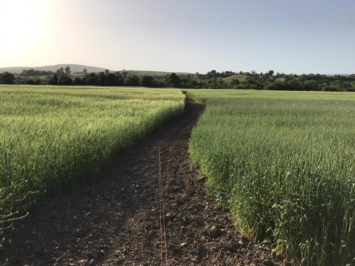 فيلا ساتورنيافي Bio Agriturismo Il Torrione المظهر الخارجي الصورة