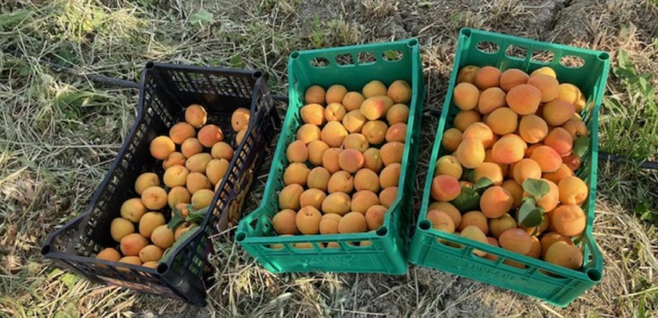 فيلا ساتورنيافي Bio Agriturismo Il Torrione المظهر الخارجي الصورة